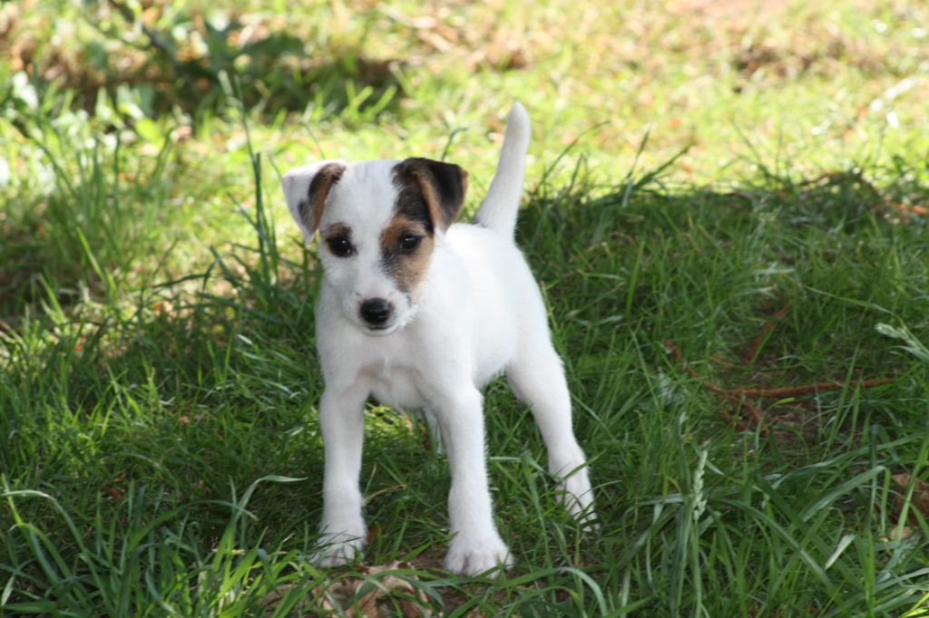 du toucan d'arthur - Parson Russell Terrier - Portée née le 26/05/2019