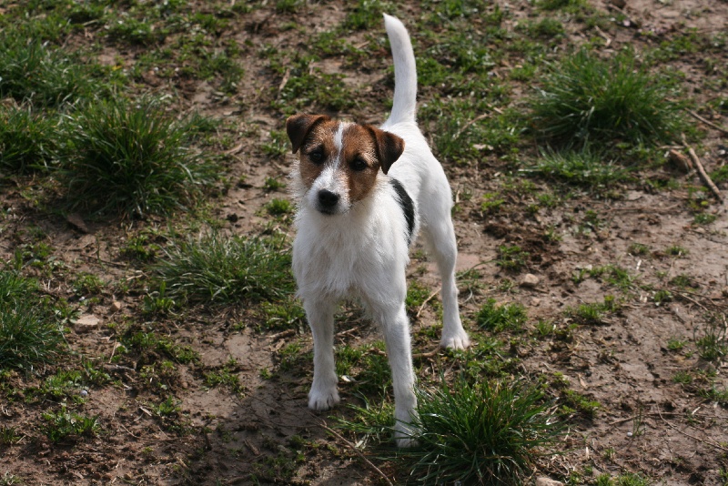 Eroïne dit Elfy du toucan d'arthur